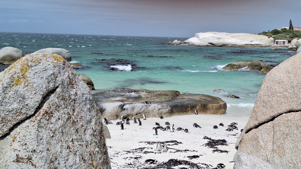 Traveltoer-Things to See and Do in Cape Town-Boulders Beach