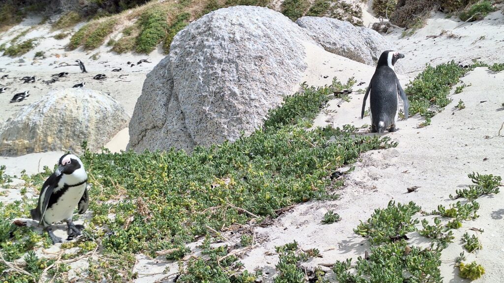 Traveltoer-Things to See and Do in Cape Town-Boulders Beach